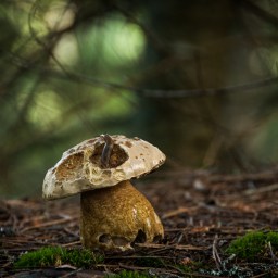 Fantastic Fungi and Where to Find Them